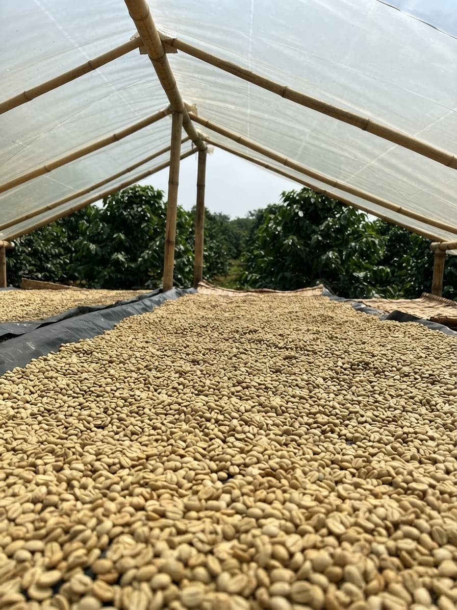 Coffee beans drying beneath a covered raised structure at origin
