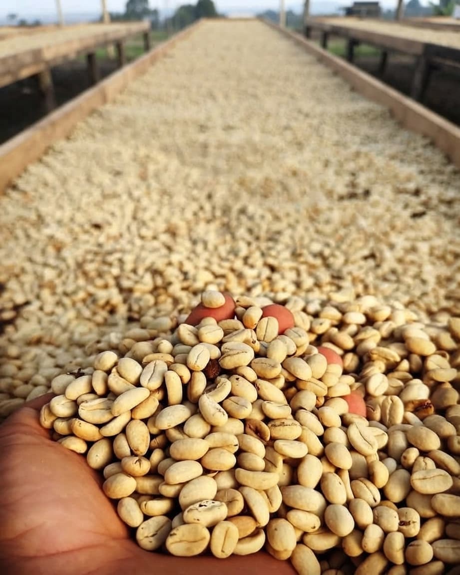 A hand holding dried coffee beans above raised drying beds